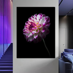 Radiant Orchid Dahlia Nocturne - NicheCanvas