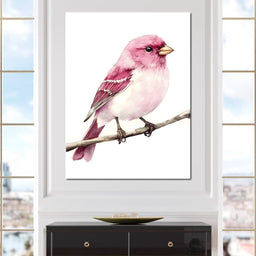 Rosefinch Perched On Spring - NicheCanvas
