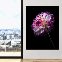 Radiant Orchid Dahlia Nocturne - NicheCanvas