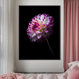Radiant Orchid Dahlia Nocturne - NicheCanvas