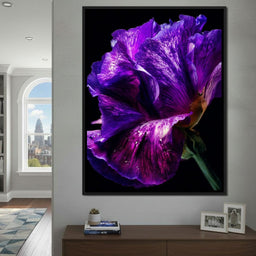 Violet Petal Radiance Macro - NicheCanvas