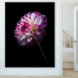 Radiant Orchid Dahlia Nocturne - NicheCanvas