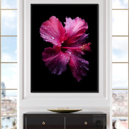 Rainkissed Pink Hibiscus Petals - NicheCanvas
