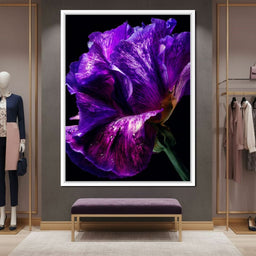 Violet Petal Radiance Macro - NicheCanvas