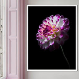 Radiant Orchid Dahlia Nocturne - NicheCanvas