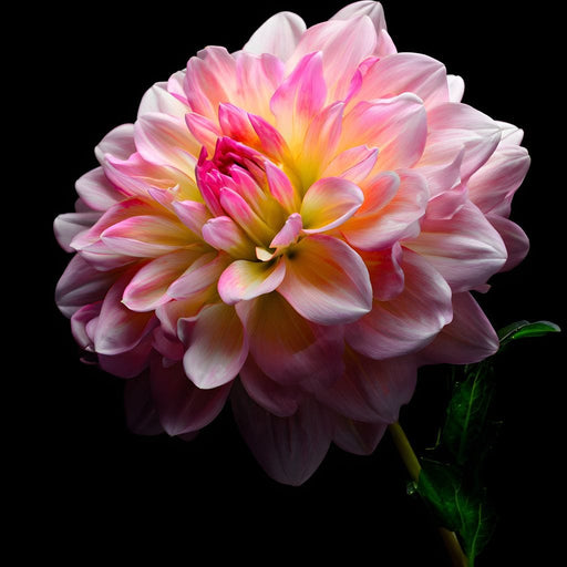 Radiant Dahlia Petals Macro Glow Canvas Print