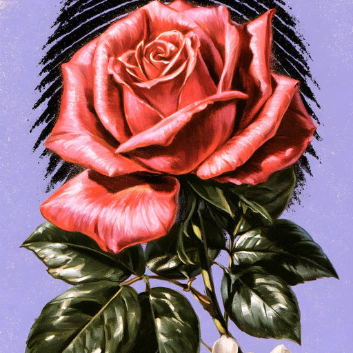 Solitary Rose Before The Solar Eclipse Canvas Print