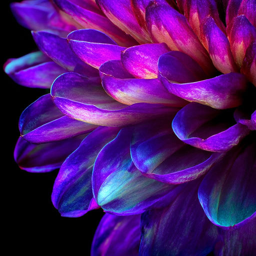 Electric Violet Petal Reverie Canvas Print