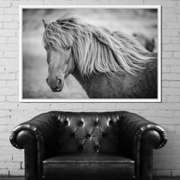 Icelandic Horse in Black & White - NicheCanvas