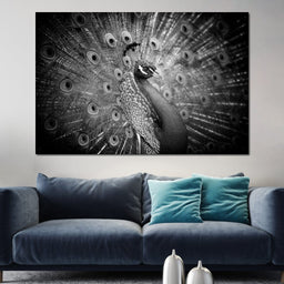 Black and White Peacock - NicheCanvas