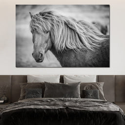 Icelandic Horse in Black & White - NicheCanvas