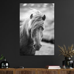 Icelandic Horse - NicheCanvas