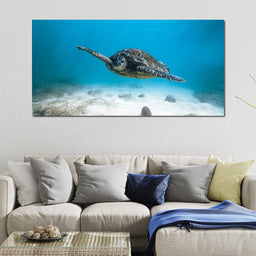 Blue Turtle - Lucas Moore | NicheCanvas