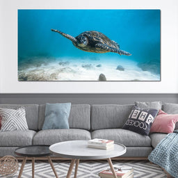 Blue Turtle - Lucas Moore | NicheCanvas