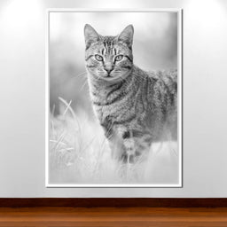Black & White Kitty Cat - Ben Heine - NicheCanvas