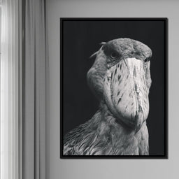 Black and White Shoebill Stork - NicheCanvas