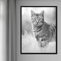 Black & White Kitty Cat - Ben Heine - NicheCanvas