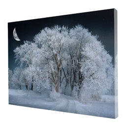 Winter Snow Forest - Johanjjf