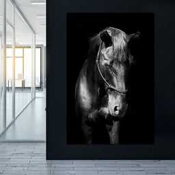 Black & White Horse Head - NicheCanvas