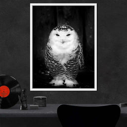 Black and White Snowy Owl - NicheCanvas