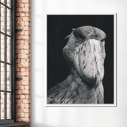 Black and White Shoebill Stork - NicheCanvas