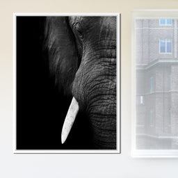 Black and White Elephant Close up - NicheCanvas