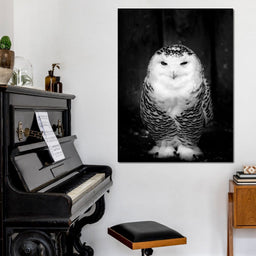 Black and White Snowy Owl - NicheCanvas
