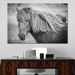 Icelandic Horse in Black & White - NicheCanvas