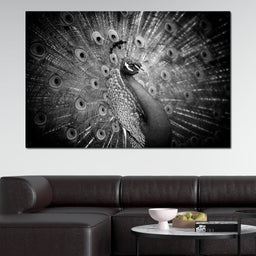 Black and White Peacock - NicheCanvas