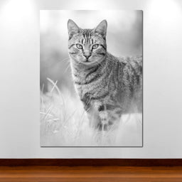 Black & White Kitty Cat - Ben Heine - NicheCanvas
