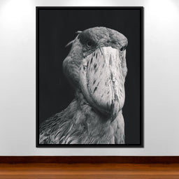 Black and White Shoebill Stork - NicheCanvas