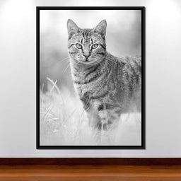 Black & White Kitty Cat - Ben Heine - NicheCanvas