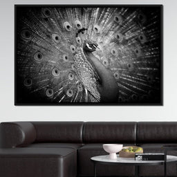 Black and White Peacock - NicheCanvas