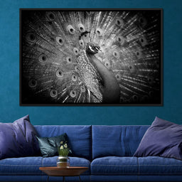 Black and White Peacock - NicheCanvas