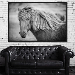 Icelandic Horse in Black & White - NicheCanvas