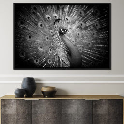 Black and White Peacock - NicheCanvas