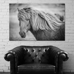 Icelandic Horse in Black & White - NicheCanvas