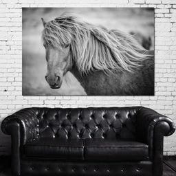 Icelandic Horse in Black & White - NicheCanvas