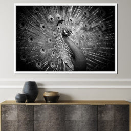 Black and White Peacock - NicheCanvas