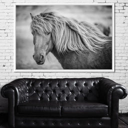 Icelandic Horse in Black & White - NicheCanvas