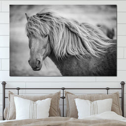 Icelandic Horse in Black & White - NicheCanvas