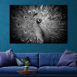 Black and White Peacock - NicheCanvas