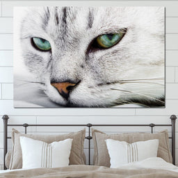 Cat Relaxing - NicheCanvas