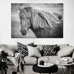 Icelandic Horse in Black & White - NicheCanvas