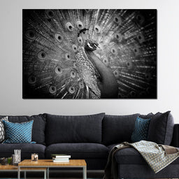 Black and White Peacock - NicheCanvas
