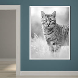 Black & White Kitty Cat - Ben Heine - NicheCanvas