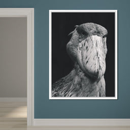 Black and White Shoebill Stork - NicheCanvas