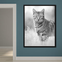 Black & White Kitty Cat - Ben Heine - NicheCanvas