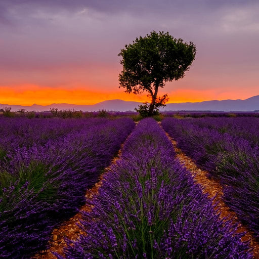 Provence Sunset art