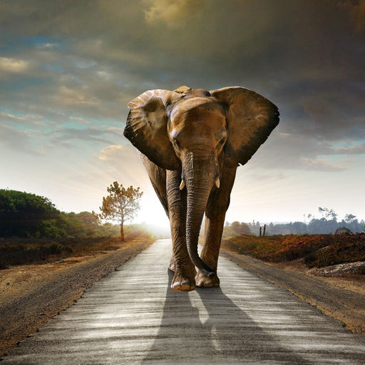 Walking Elephant - Canvas Print - photorelaistic 5 panel wall art featuring a huge elephant walking on a lonely road - this work of art is the perfect masterpiece for your space | NicheCanvas